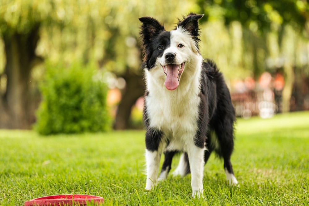 Border Collies